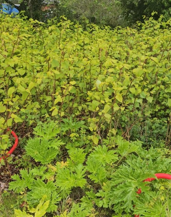Bekæmpelse af invasive planter på Fyn