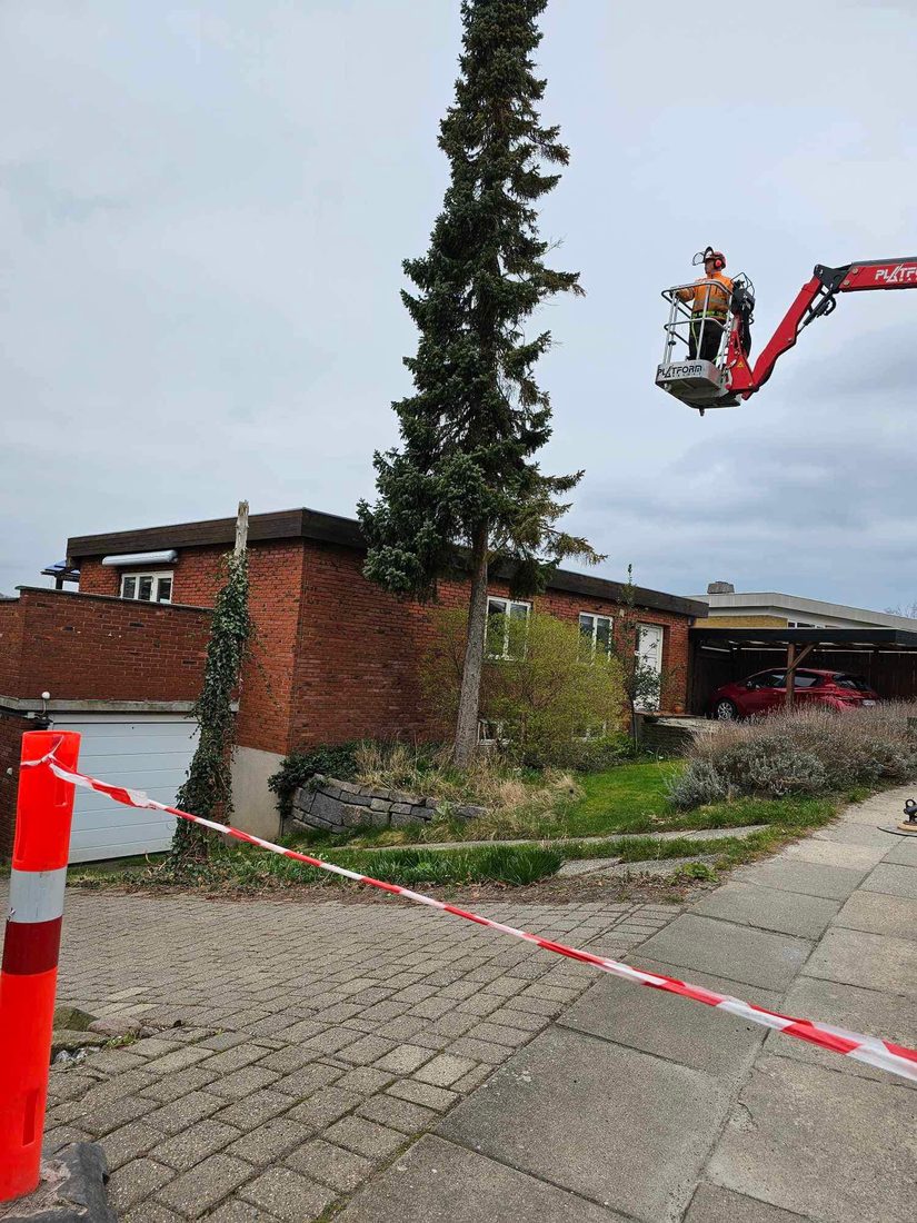 Træfældning og topkapning af vanskelige træer i Odense
